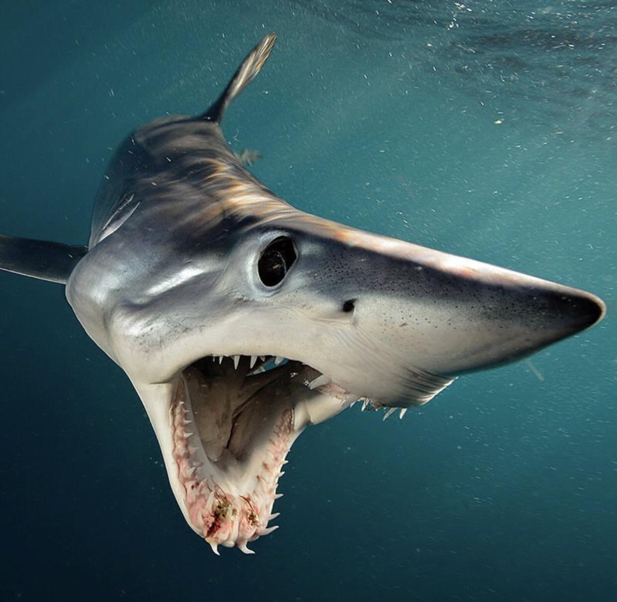 1242x1211 A Mako Shark Dives, Open Mouthed In