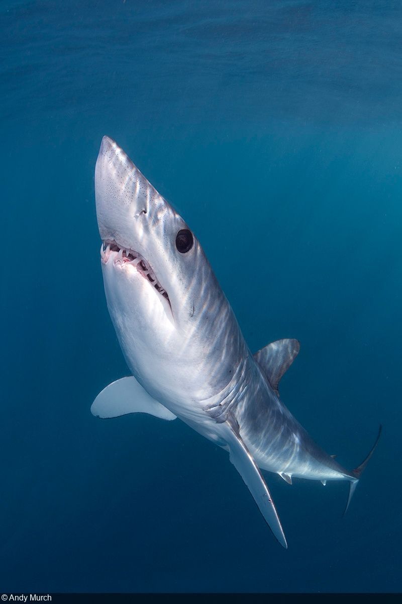 800x1200 Photographing Mako Sharks