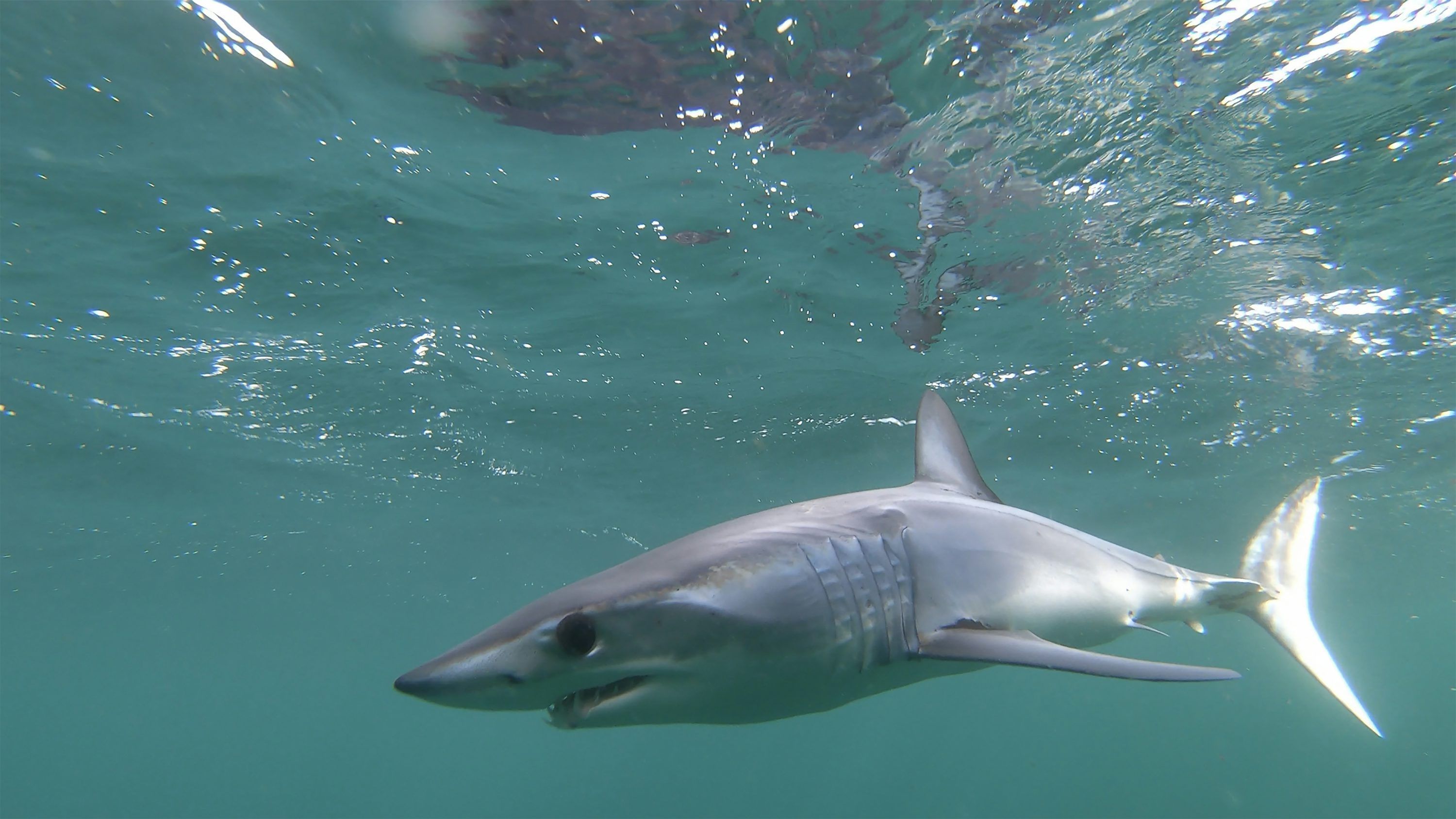 3000x1688 Grey shark in the water photo