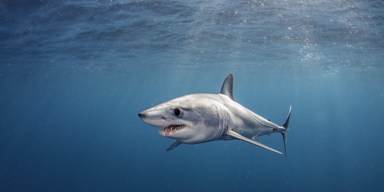 1299x650 Mako Shark. Wild For Life