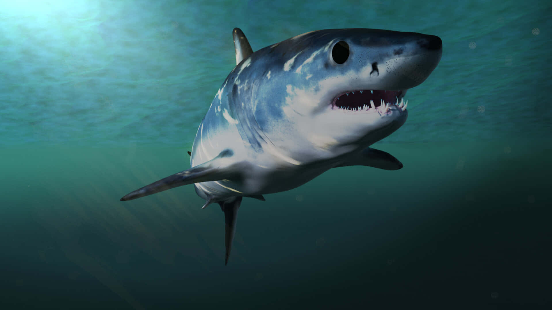 1920x1080 Download Mako Shark Swimming Underwater