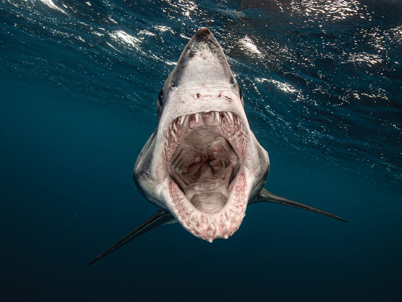 1600x1200 Are Mako Sharks Dangerous?. Salt Water