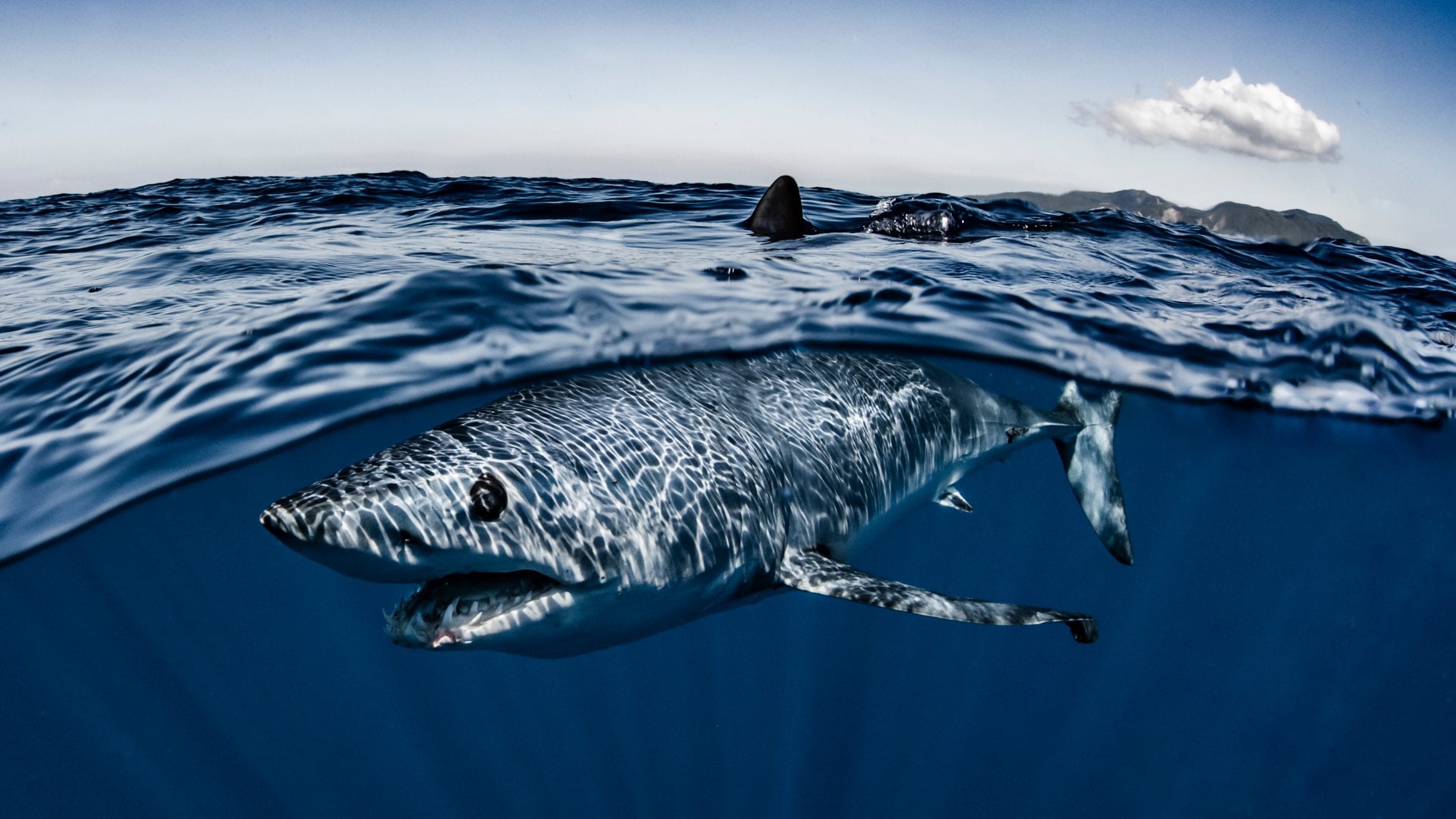2334x1313 endangered Shortfin Mako Sharks
