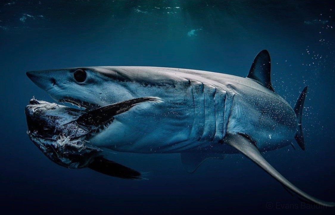 1125x722 The Shark Cafe. Are Mako Sharks