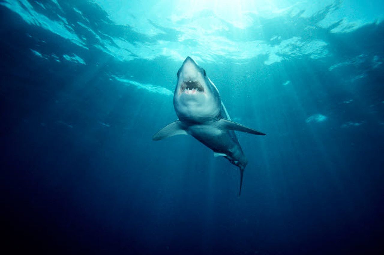 1280x851 Shortfin mako shark, California