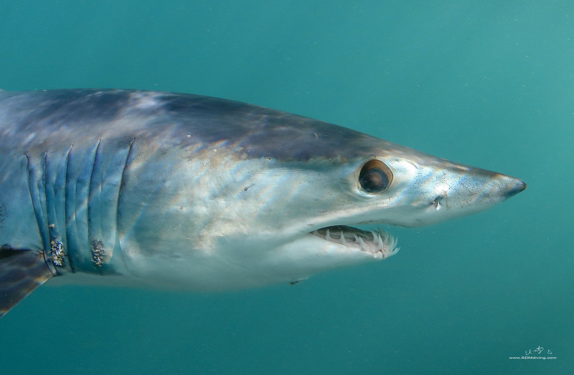 2000x1307 mako shark diving