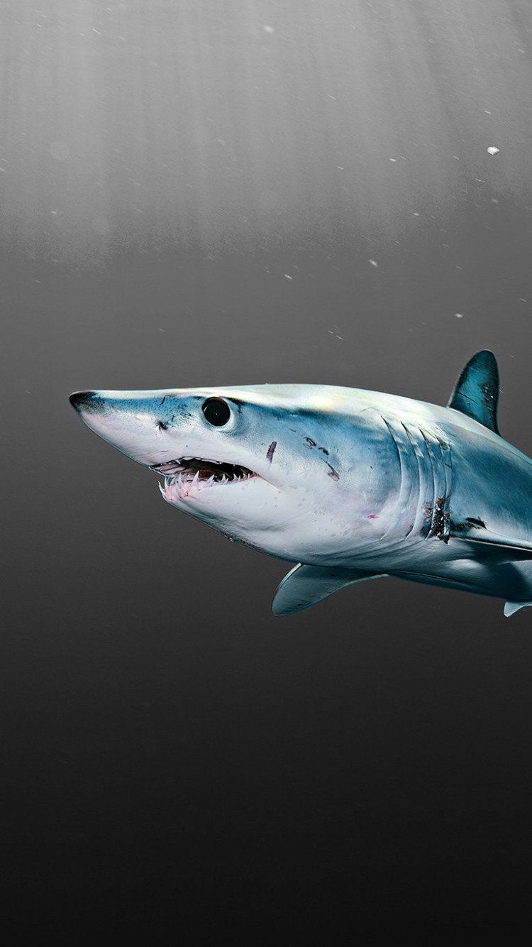 750x1334 Shark Mobile Wallpaper