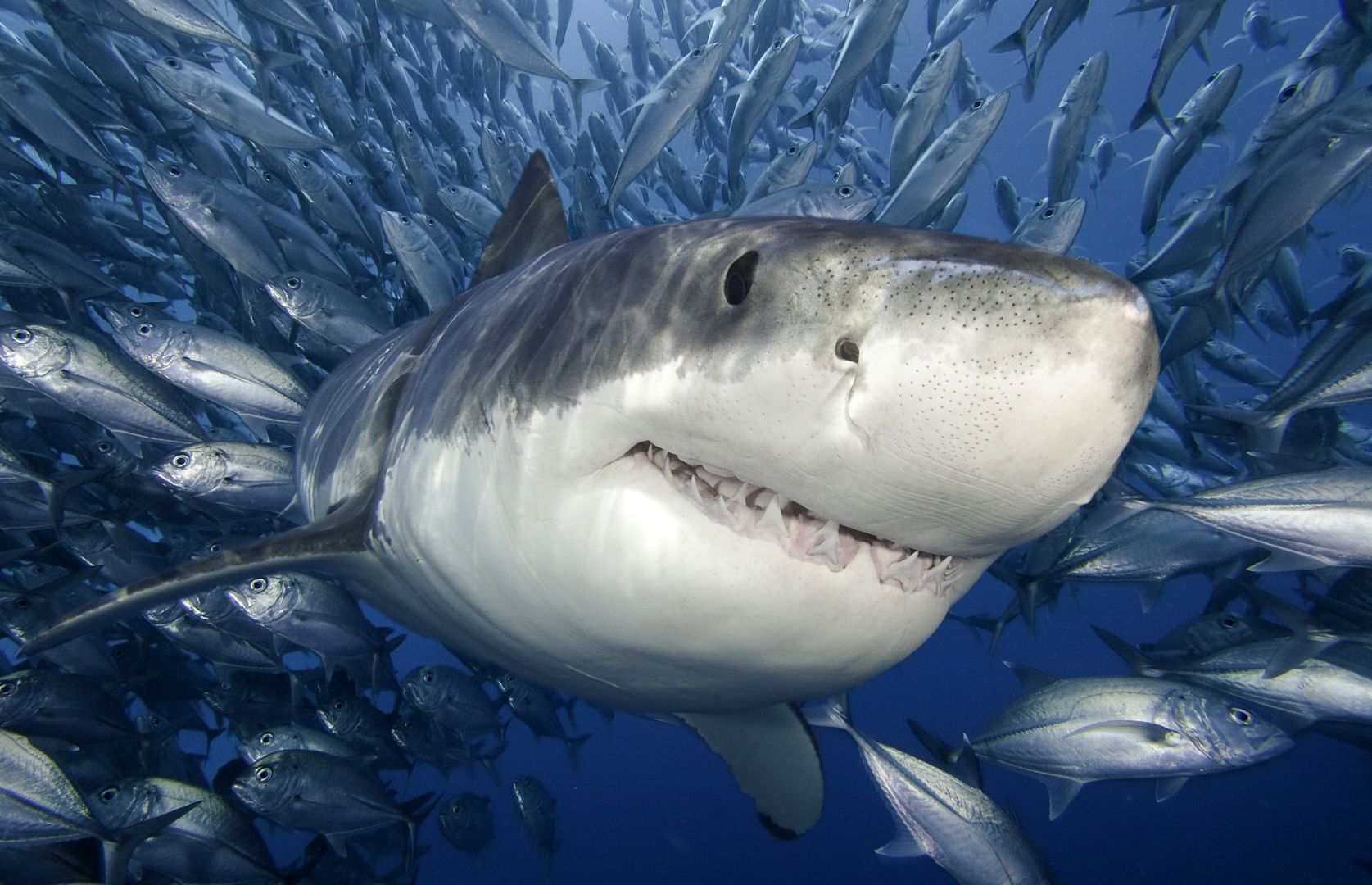 1675x1080 turbocharged Mako Shark