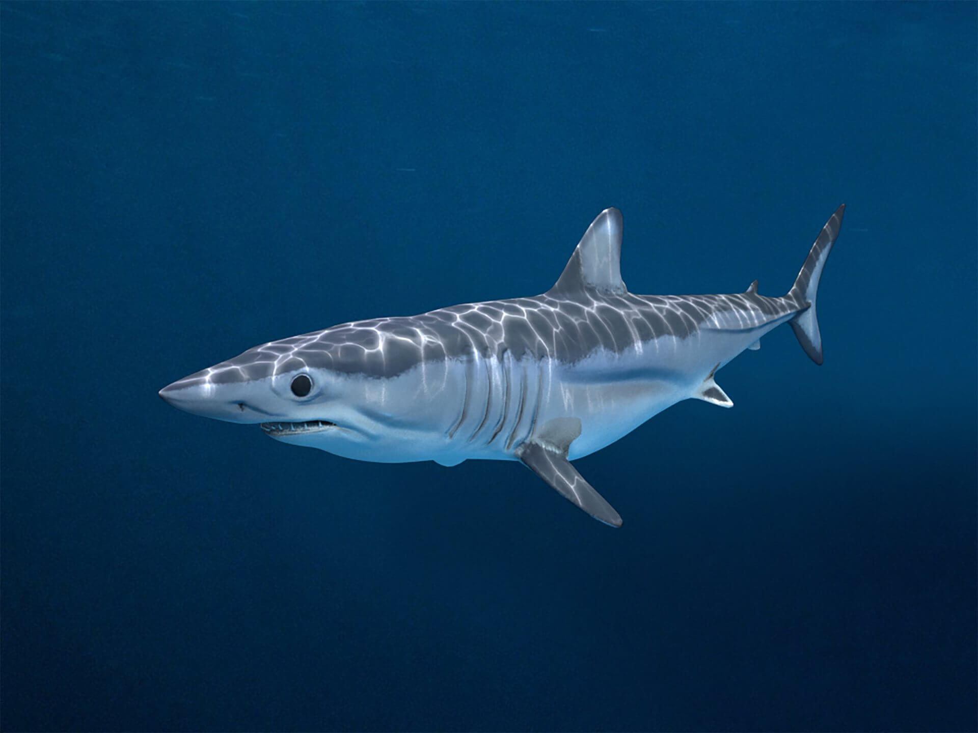 1920x1440 Shortfin Mako Shark