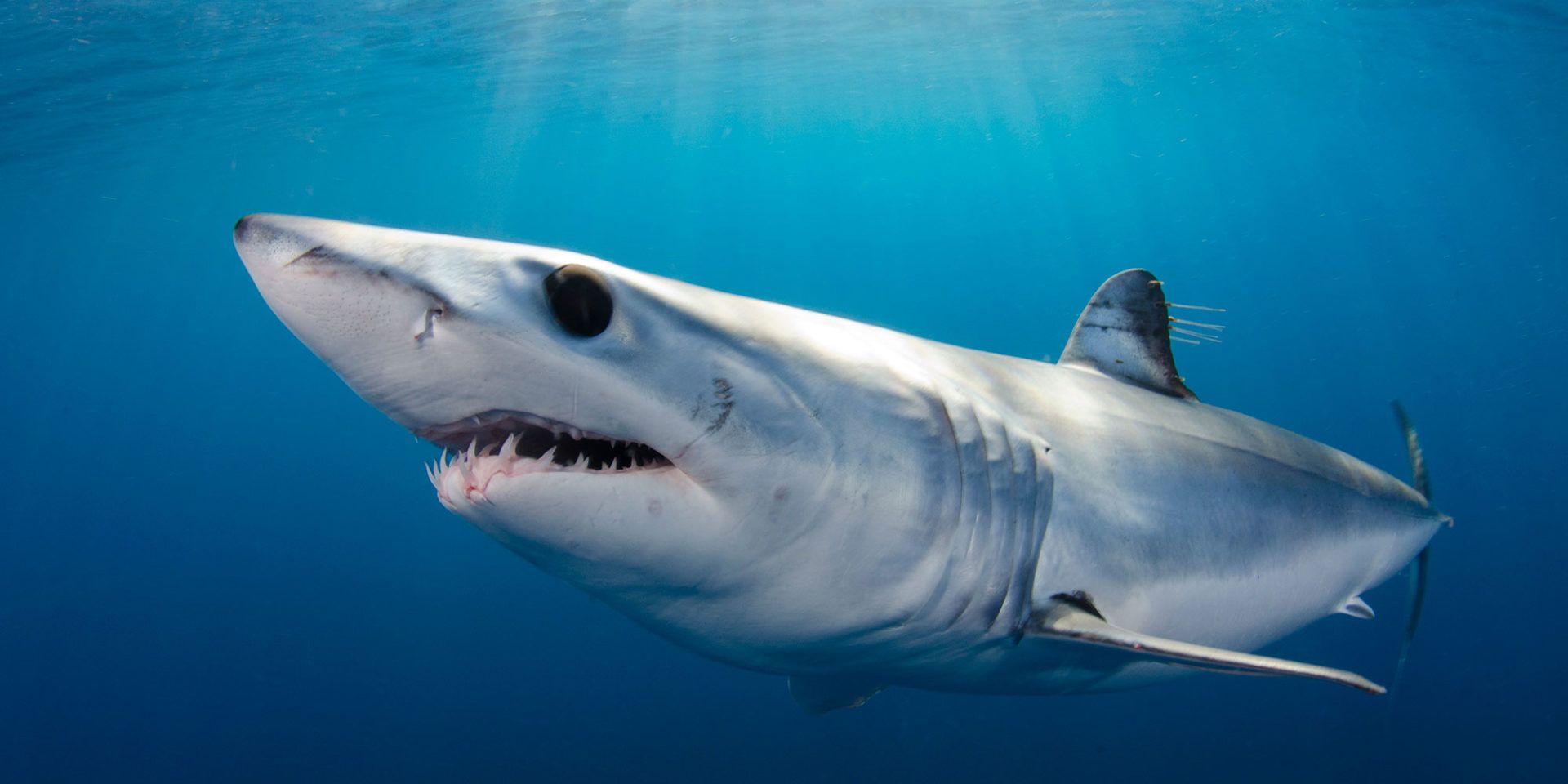1920x960 Snorkel with Mako Sharks, Blue Sharks