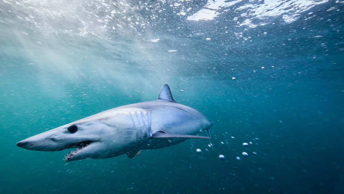 1200x675 World's fastest shark gets a burst