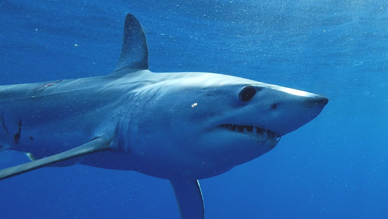 1254x708 How mako shark fishing changes affect