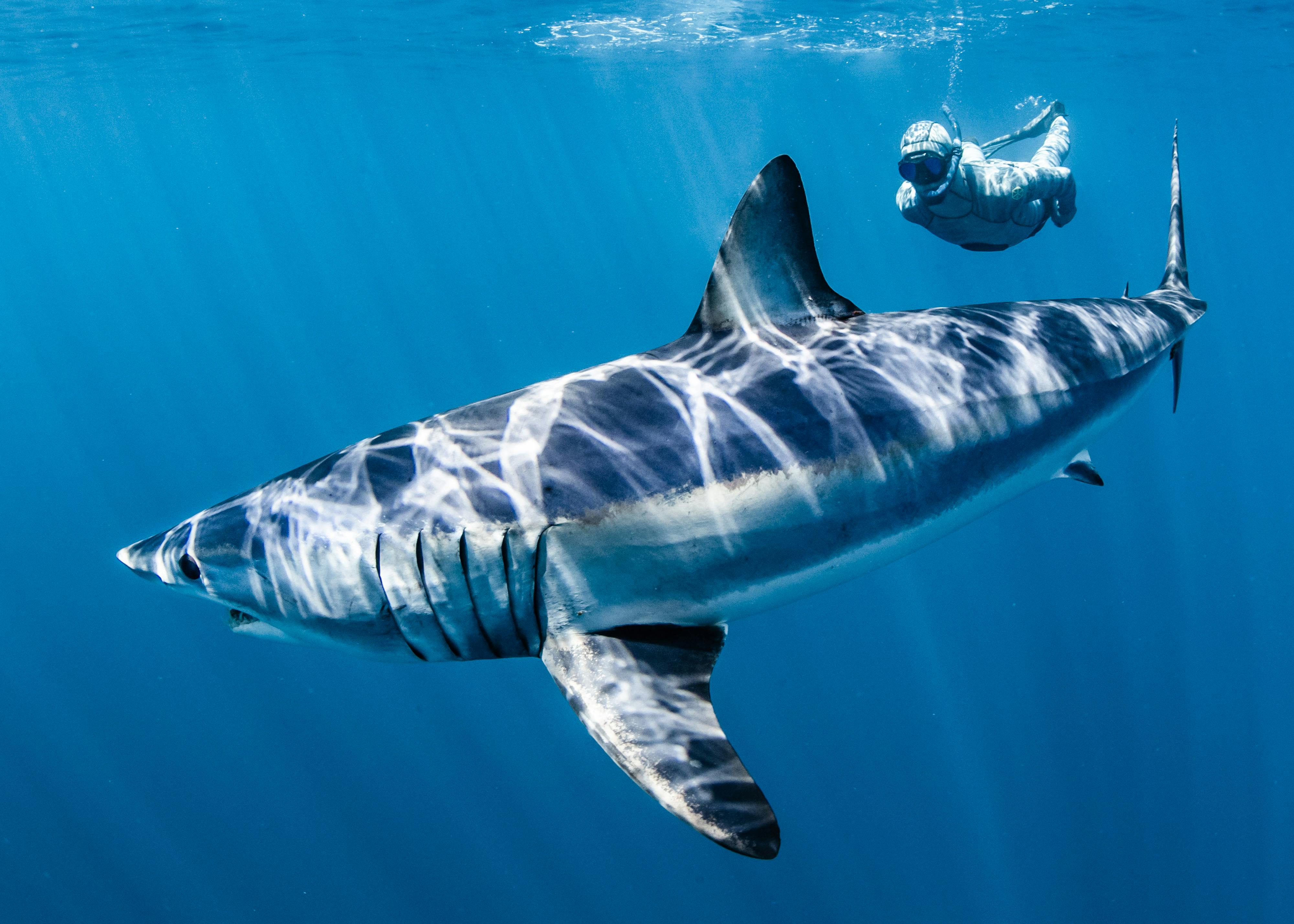 4000x2857 The Mako Shark / Mindless Man Eater Or