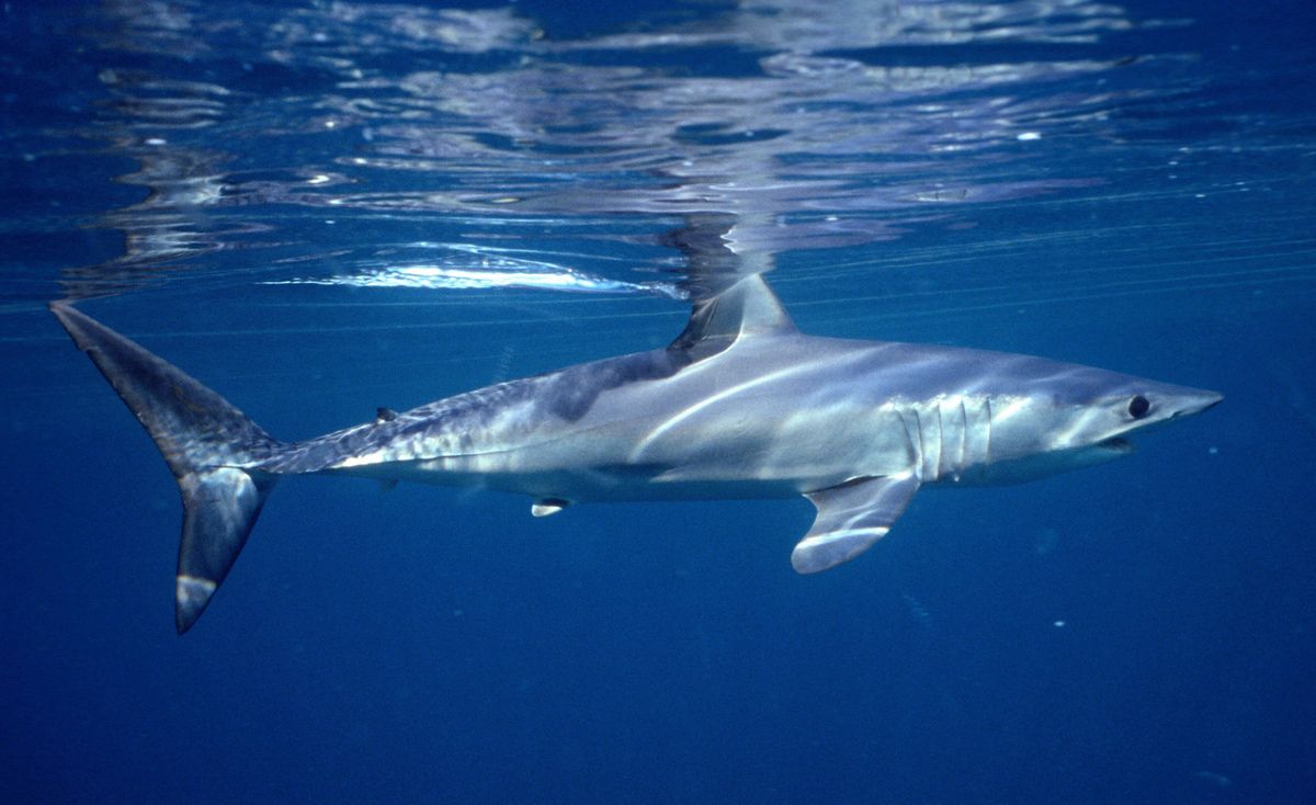 1200x734 Mako shark launches onto fishing boat