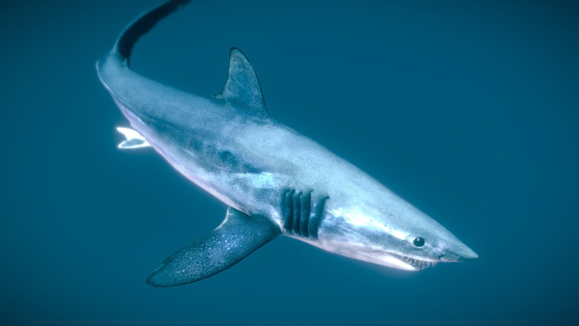 1920x1080 Shortfin Mako Shark ♂ Royalty