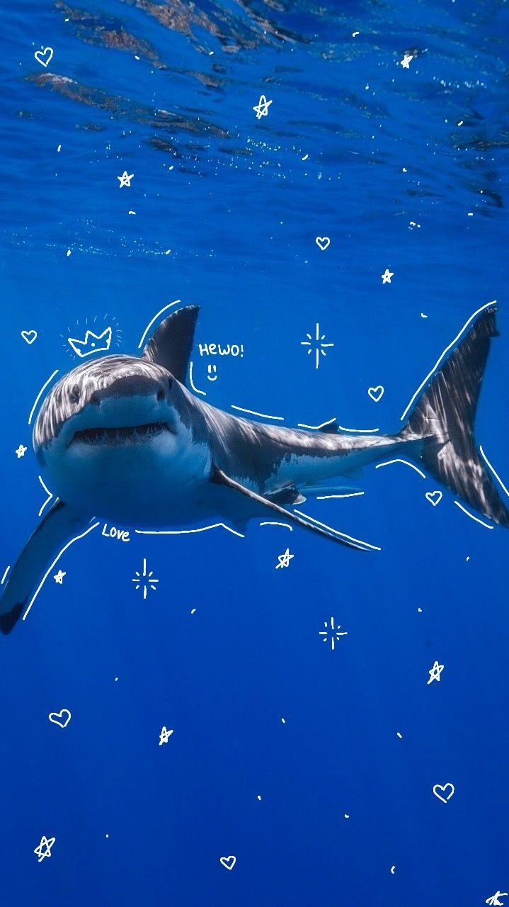 719x1280 Cute Great White Shark Wallpaper