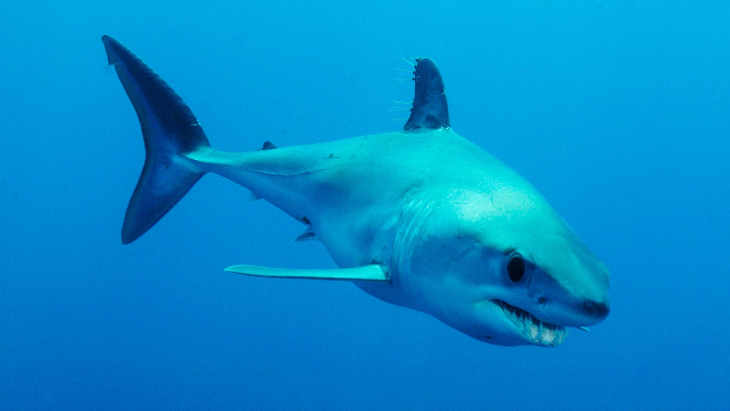 2334x1313 endangered mako sharks