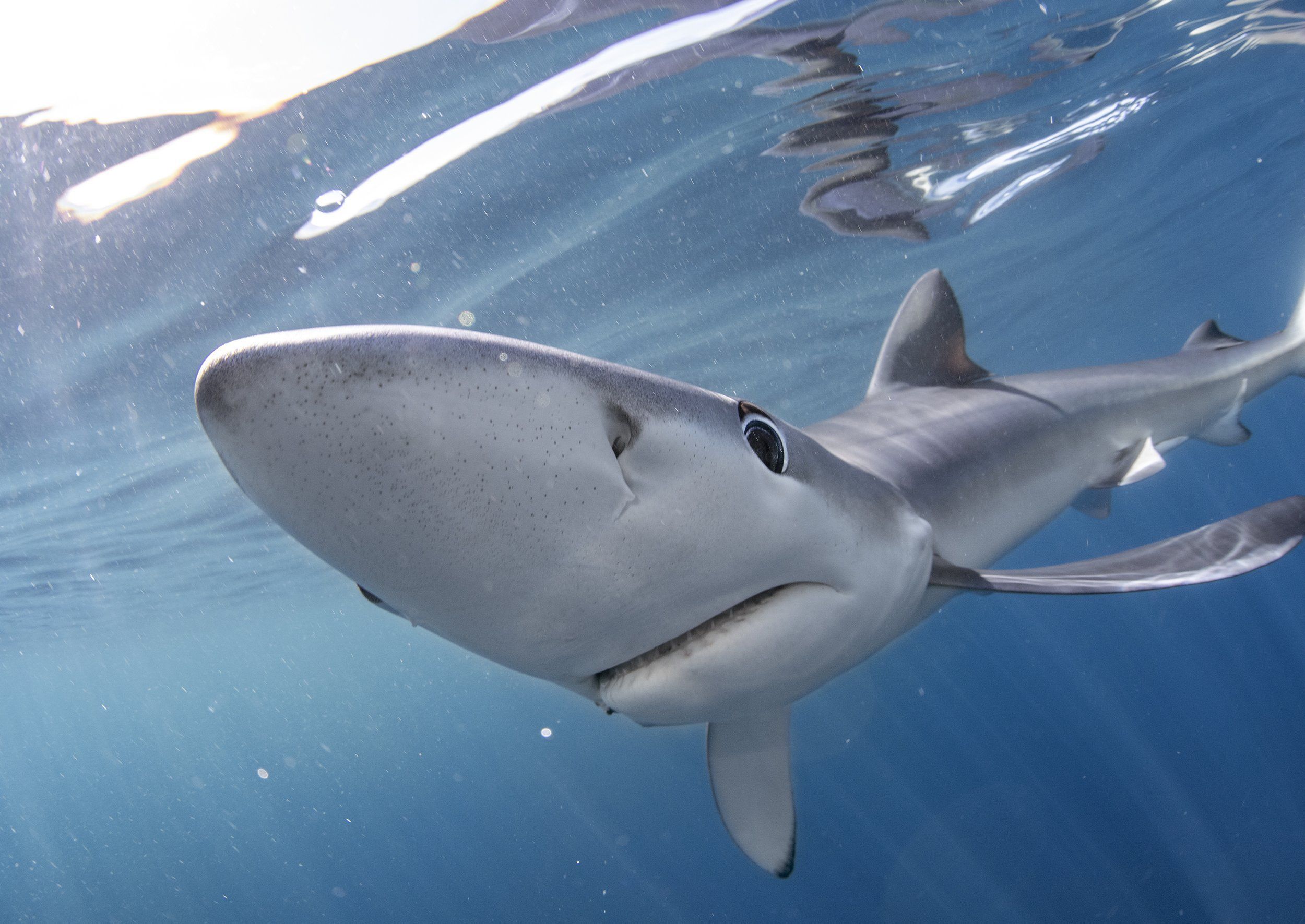 2500x1771 mako shark diving