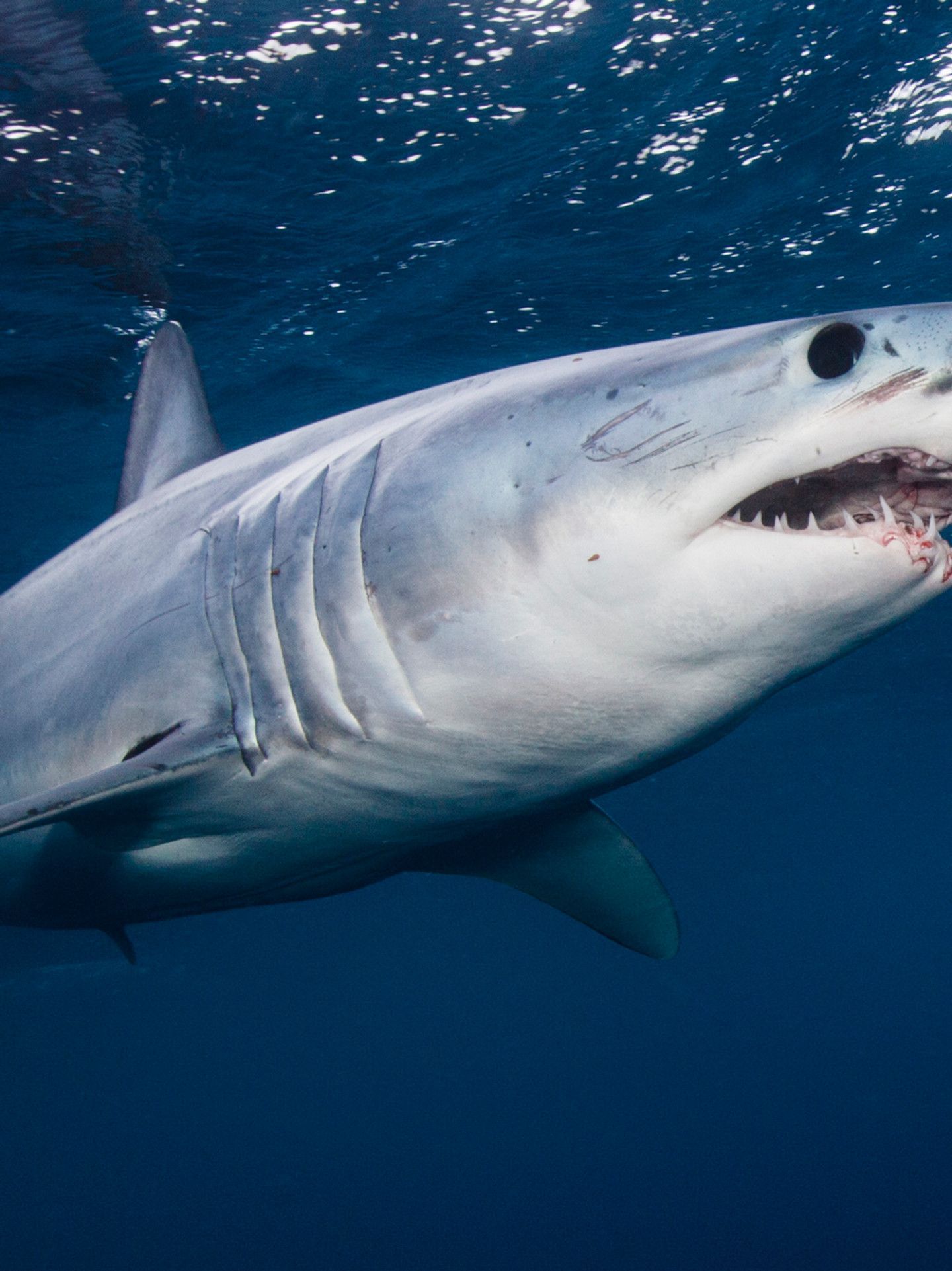 1440x1922 Mako shark fishing shut down to try to