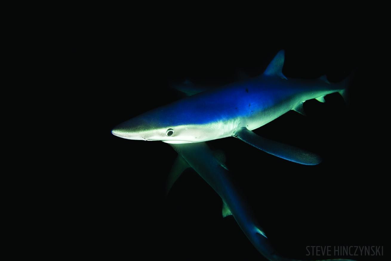 1310x873 Mako Sharks in Rhode Island
