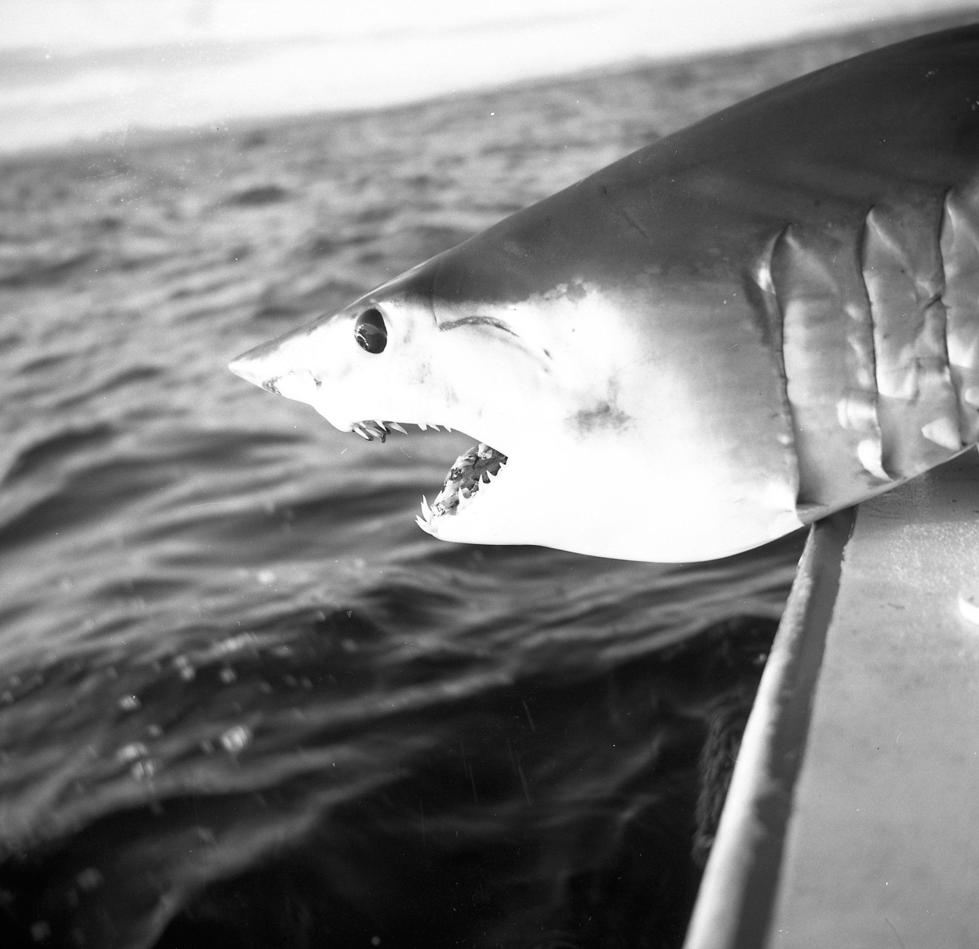 1999x1938 Jaws of a Mako Shark caught off Port