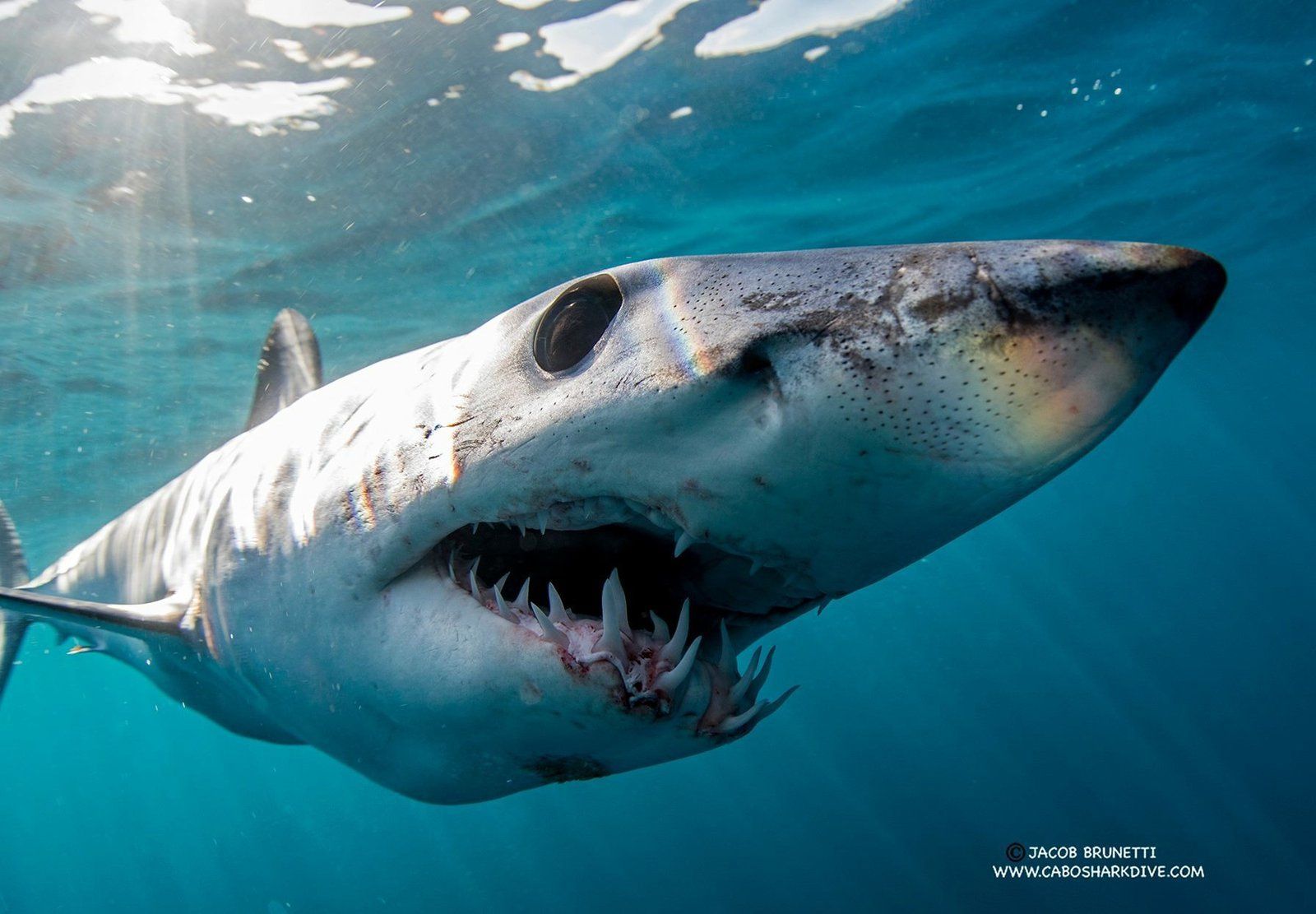1600x1111 Shortfin Mako, Isurus oxyrinchus