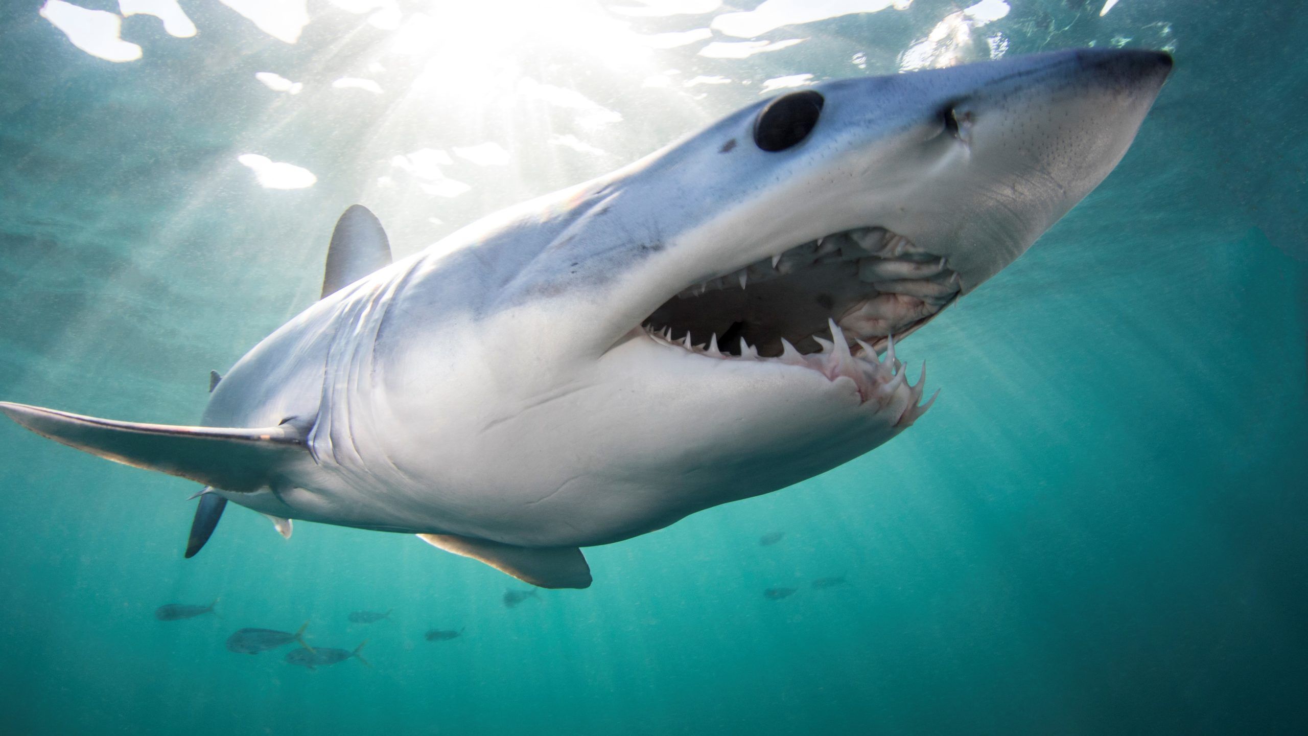2560x1440 Top Fish Predators Could Suffer Wide