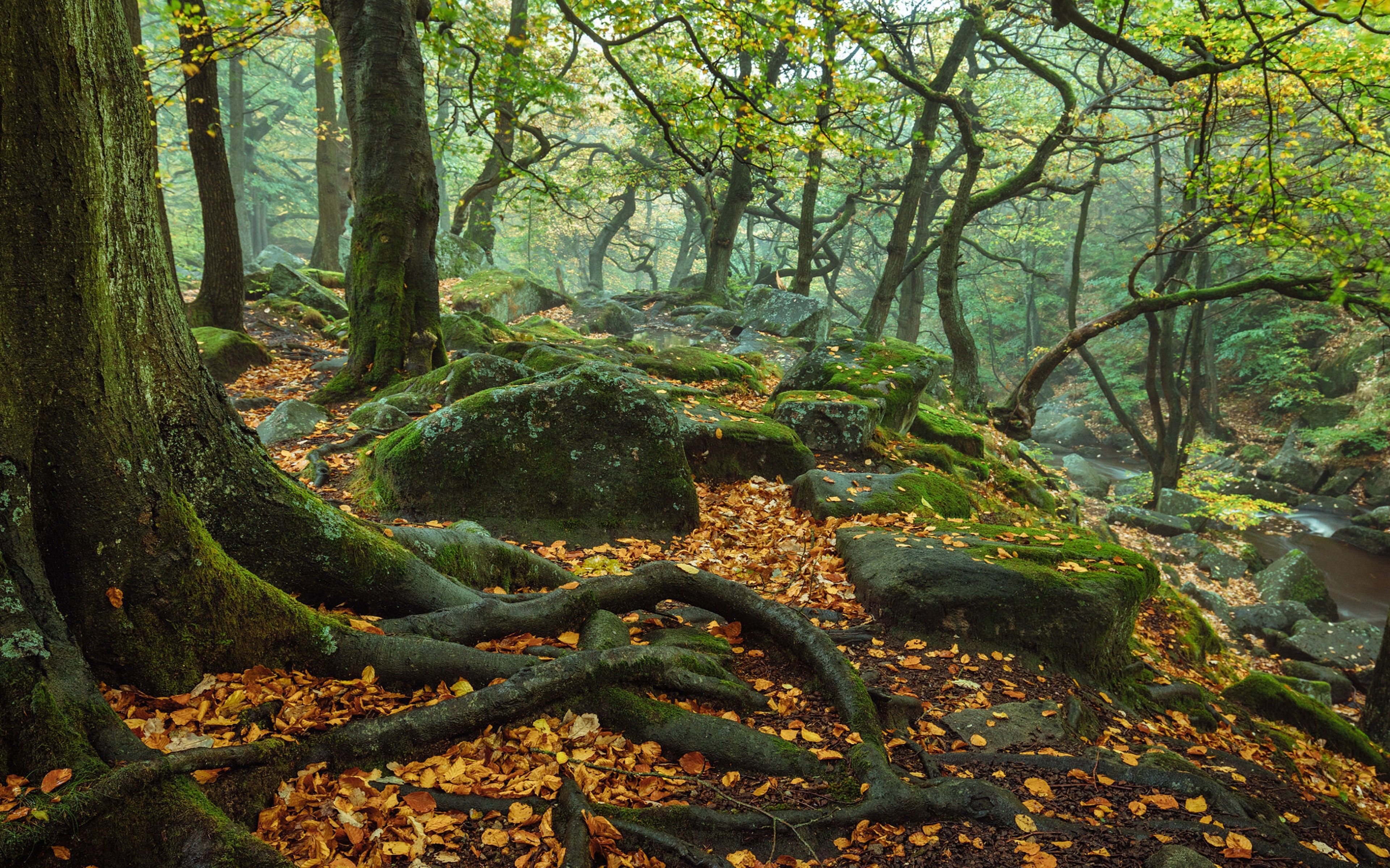 3840x2400 Moss Peak District National Park Roots
