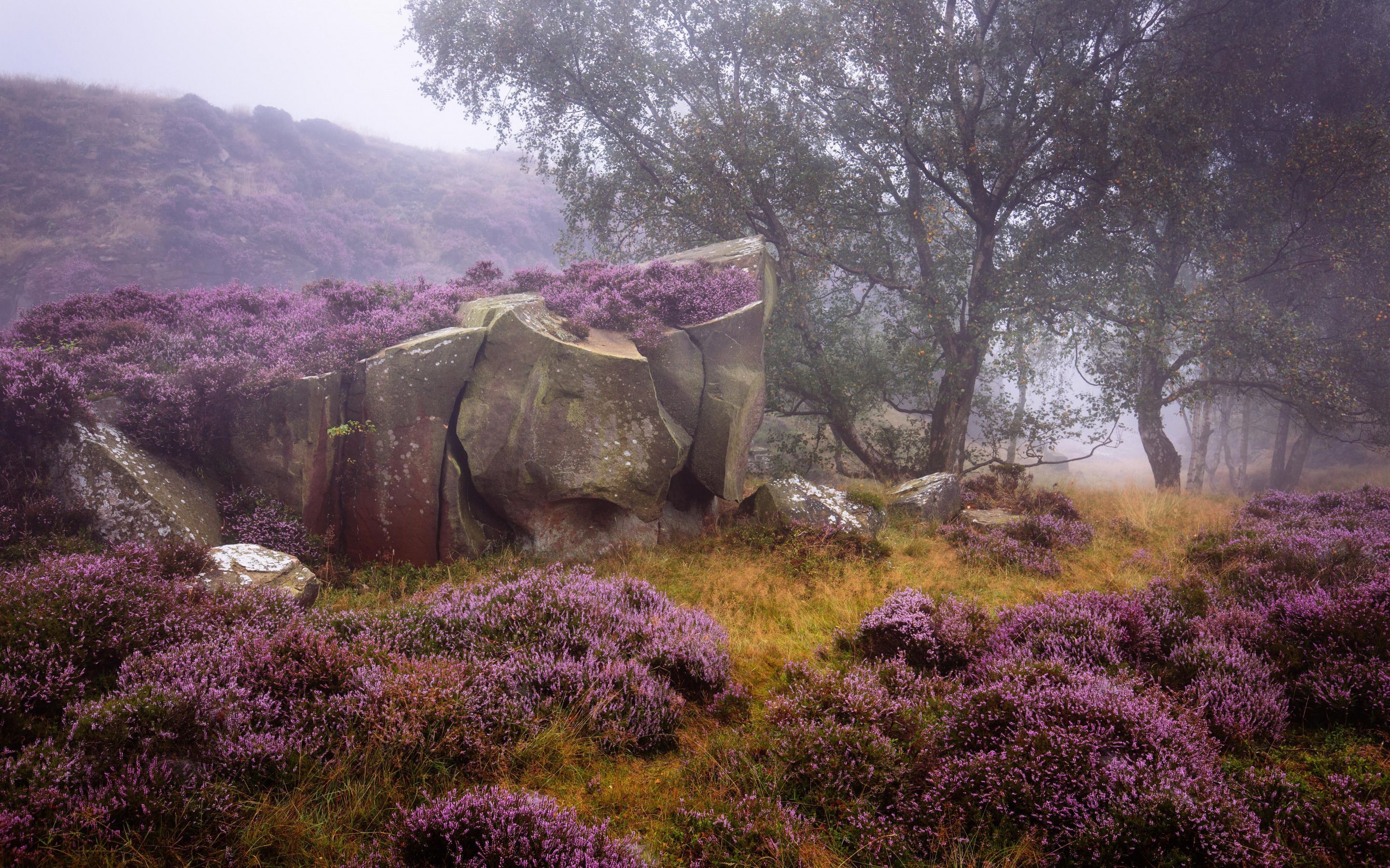 2880x1800 Download Tree Flower Peak District National Park Heather England Nature Rock HD Wallpaper