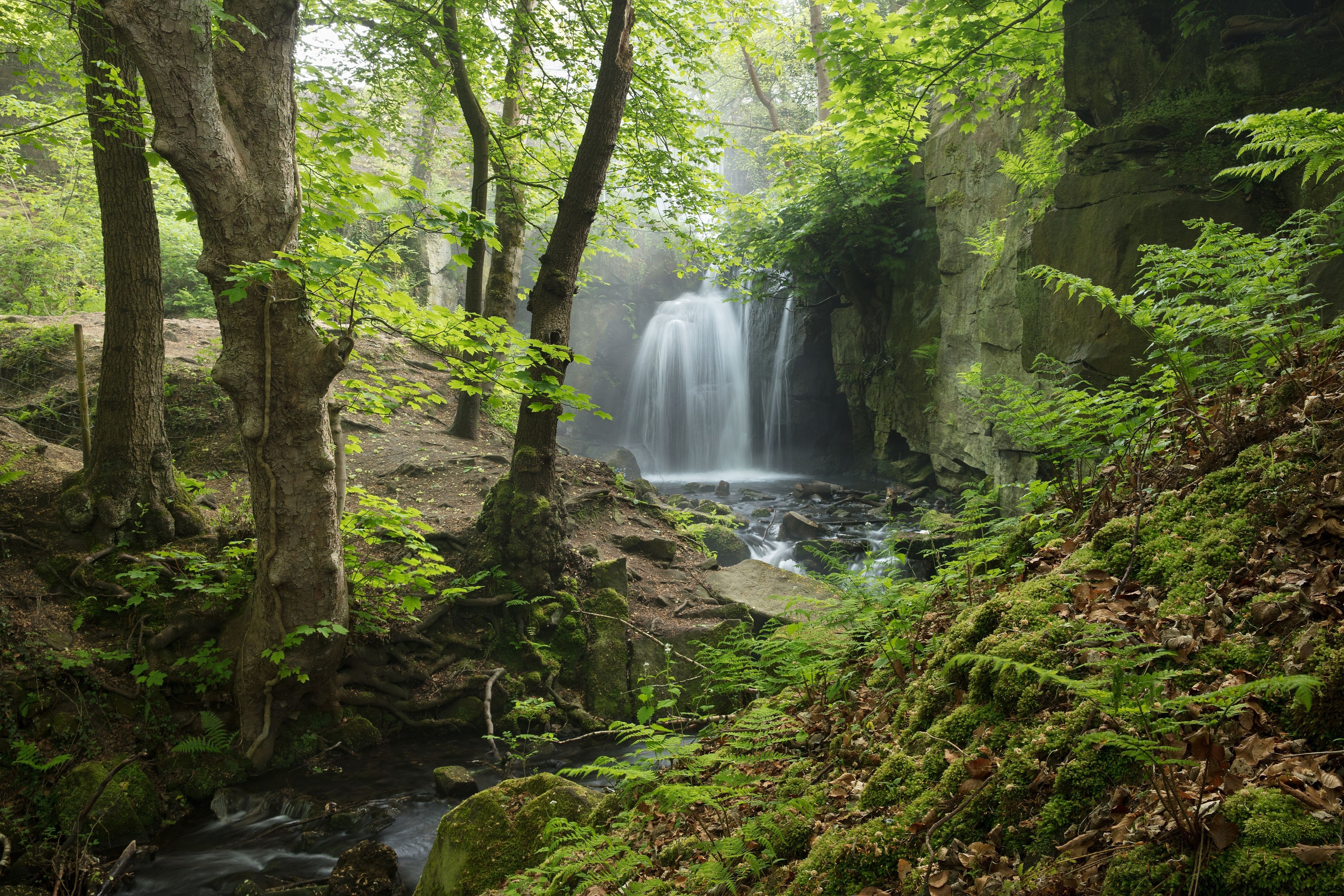 4500x3000 Download wallpaper forest, stream