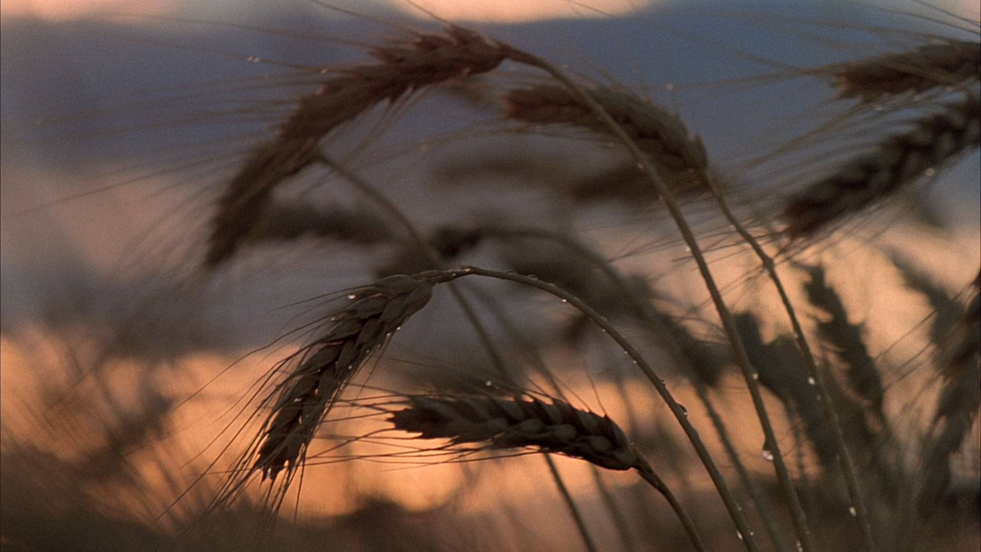 1920x1080 Days of Heaven (1978)