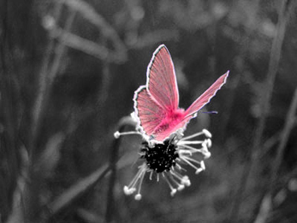 1024x768 Free Flowers And Butterflies And Hearts, Download Free Clip Art, Free Clip Art on Clipart Library