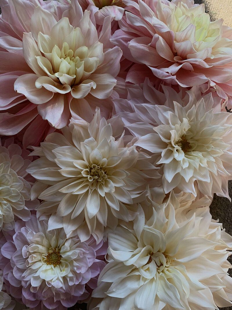 800x1067 Flower Farm + Floral Design Studio