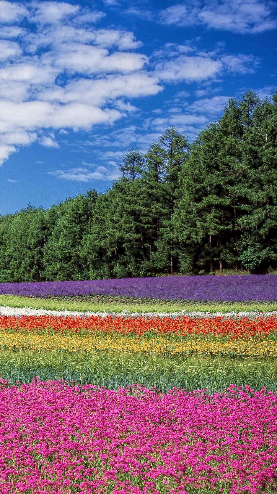 938x1668 Download wallpaper 938x1668 hokkaido, japan, flowers, field