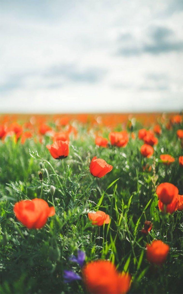 Field iPhone Wallpapers Top Free Field iPhone Backgrounds