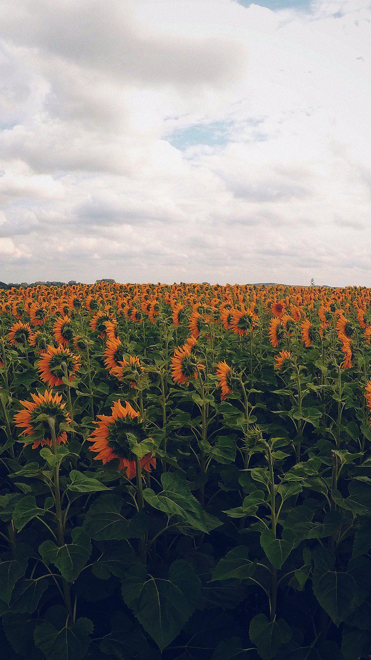 Field iPhone Wallpapers Top Free Field iPhone Backgrounds