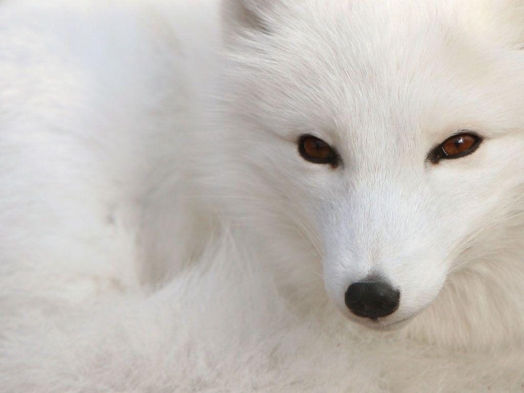 1024x768 Free HD Wallpaper: Red Fox Animals Picture, Black Fox Animal Picture, Black Fox Picture, Baby Fox Animal, Red Fox Animals Picture, Red Fox, Denali National Park, Alaska, Wild Red Fox yawning