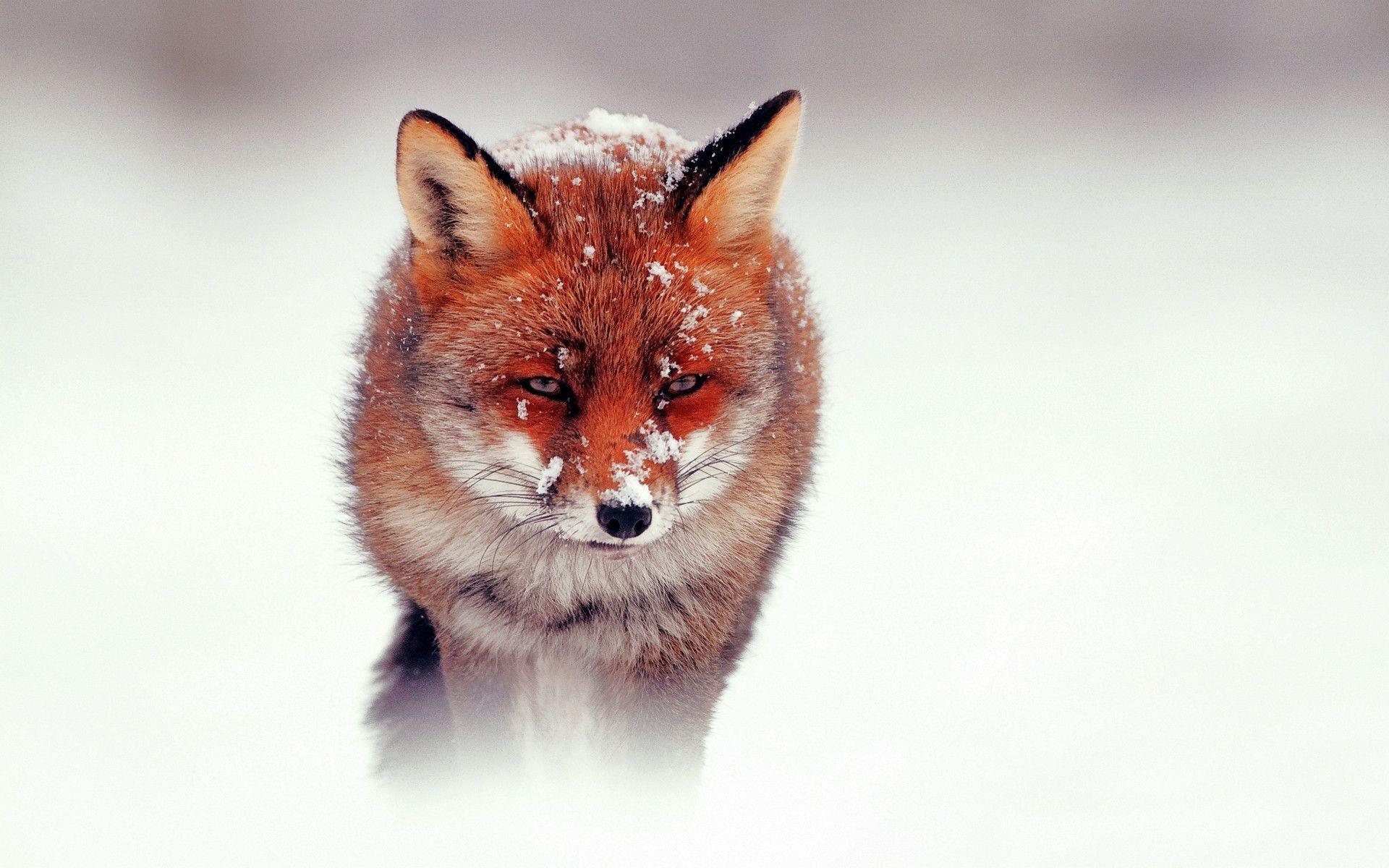 1920x1200 Red Fox Wallpaper