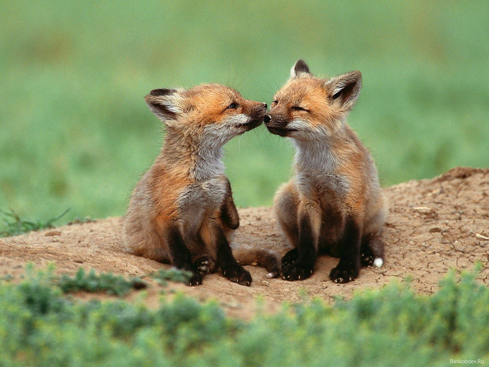 Cute Baby Fox Wallpapers Top Free Cute Baby Fox Backgrounds Wallpaperaccess