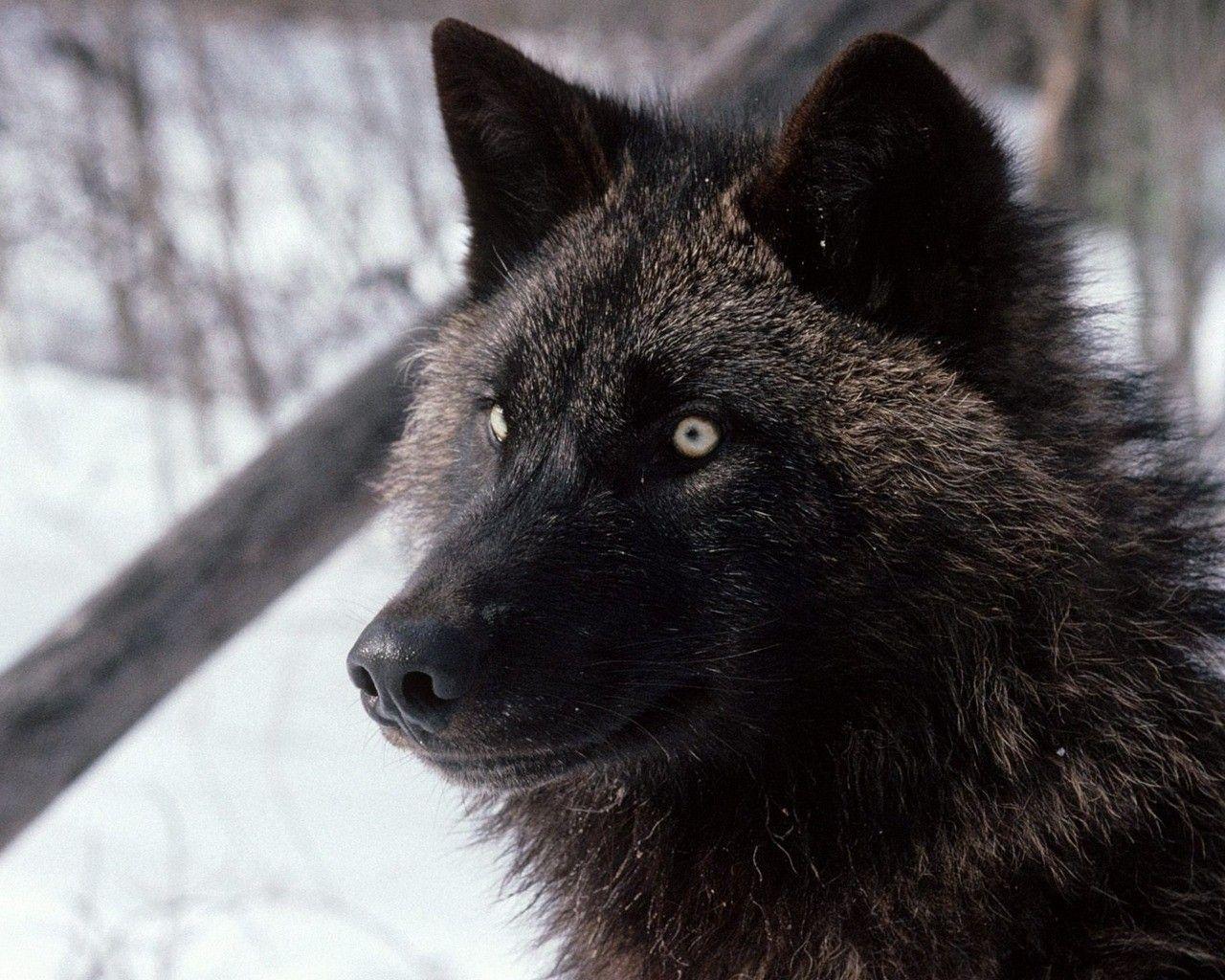 1280x1024 Black Fox