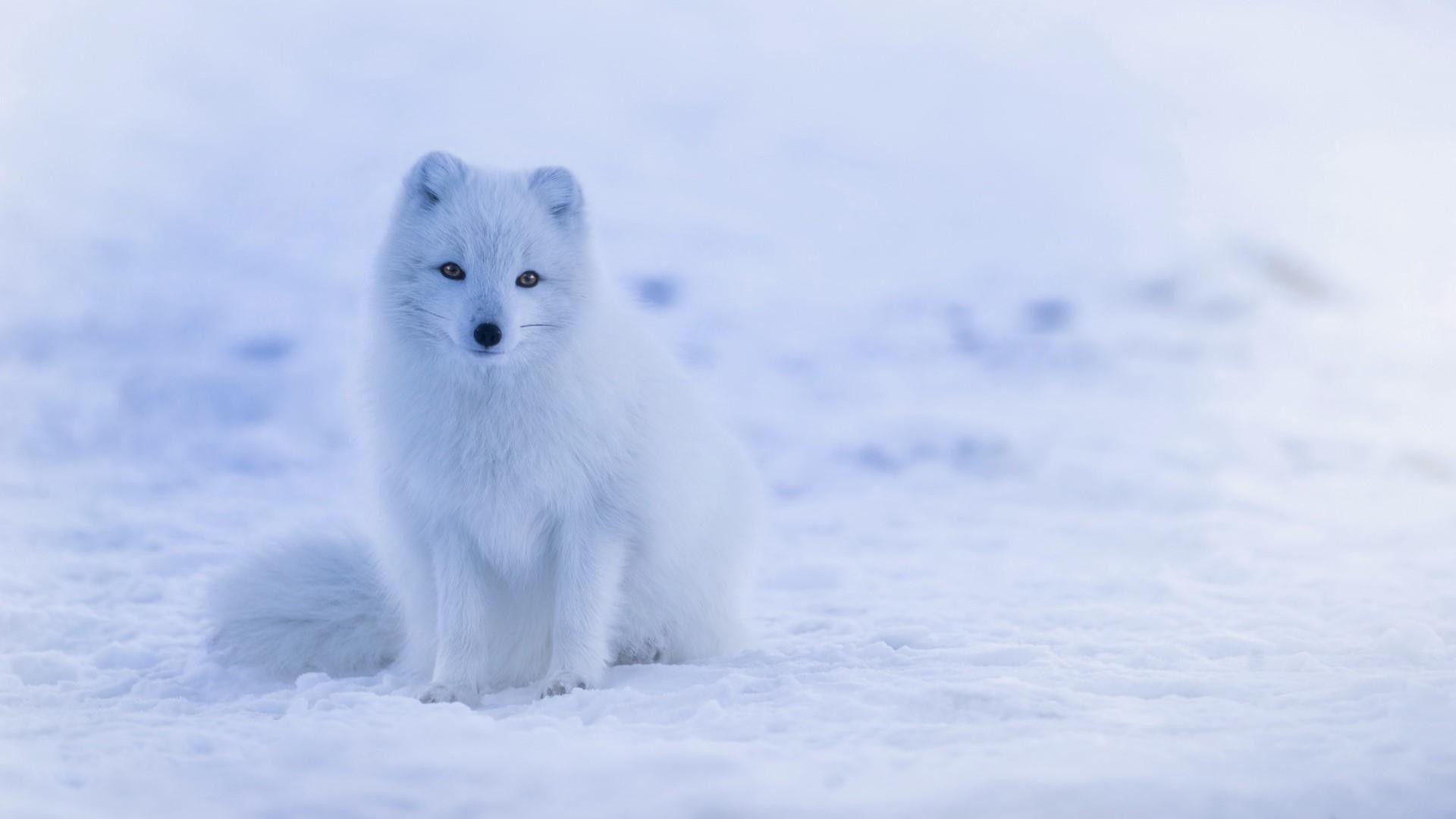 White Fox Wallpapers Top Free White Fox Backgrounds WallpaperAccess White Fox Wallpapers Top Free White Fox Backgrounds WallpaperAccess