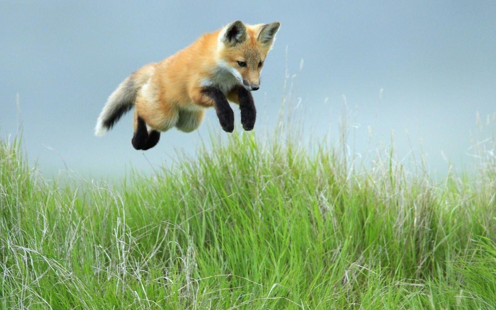 1600x1000 Fox Animal HD Wallpaper