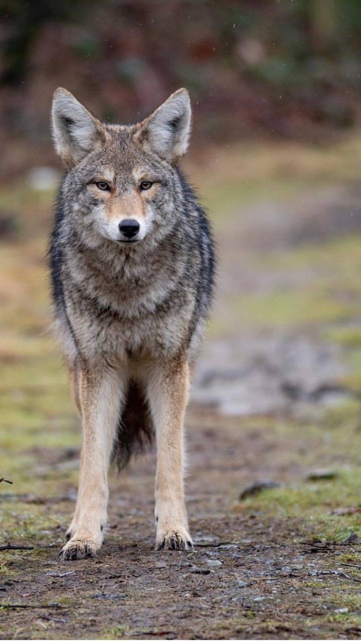 Coyote Wallpapers - Top Free Coyote Backgrounds - WallpaperAccess