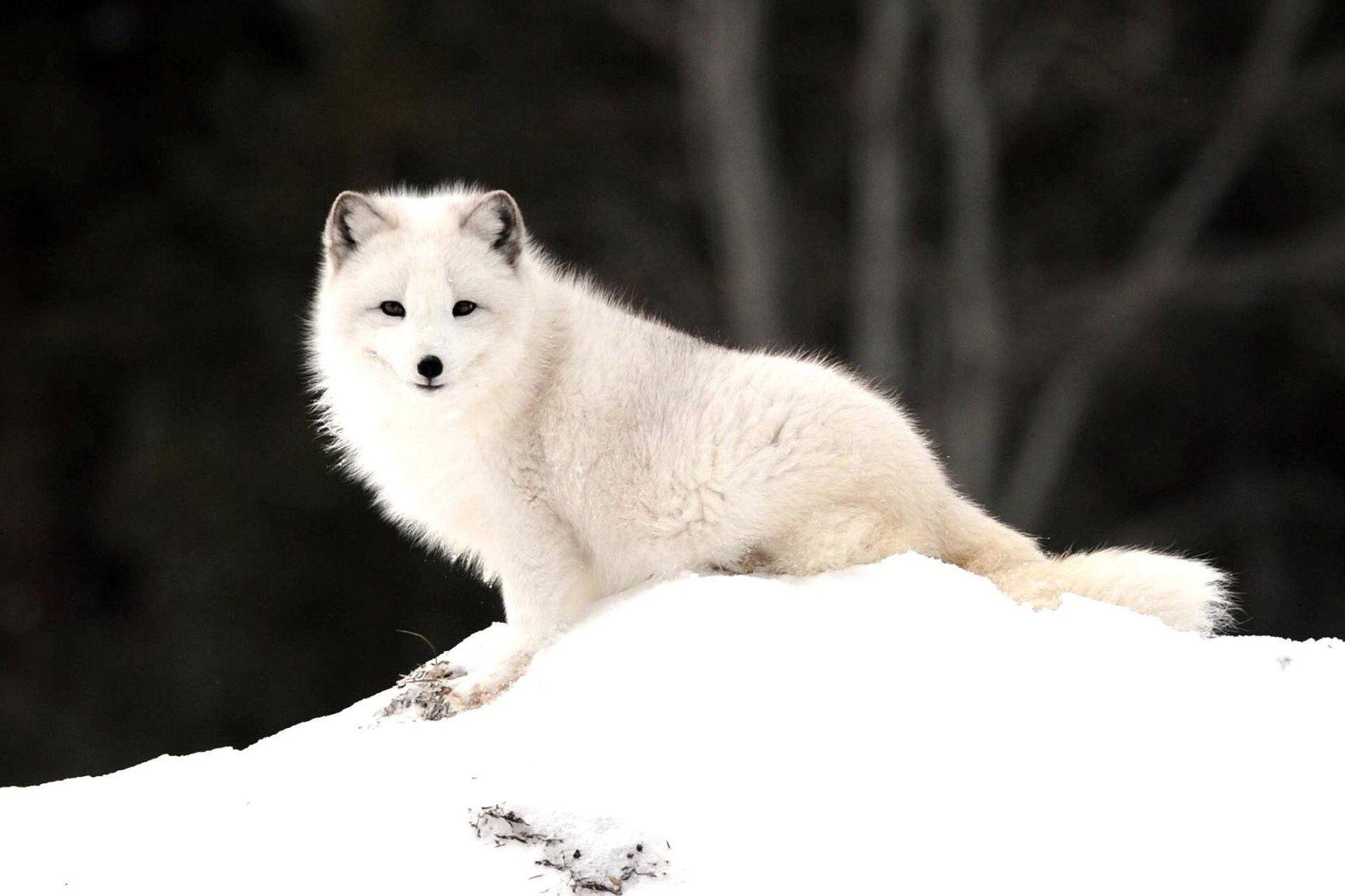 Arctic Fox Wallpapers - Top Free Arctic Fox Backgrounds - WallpaperAccess