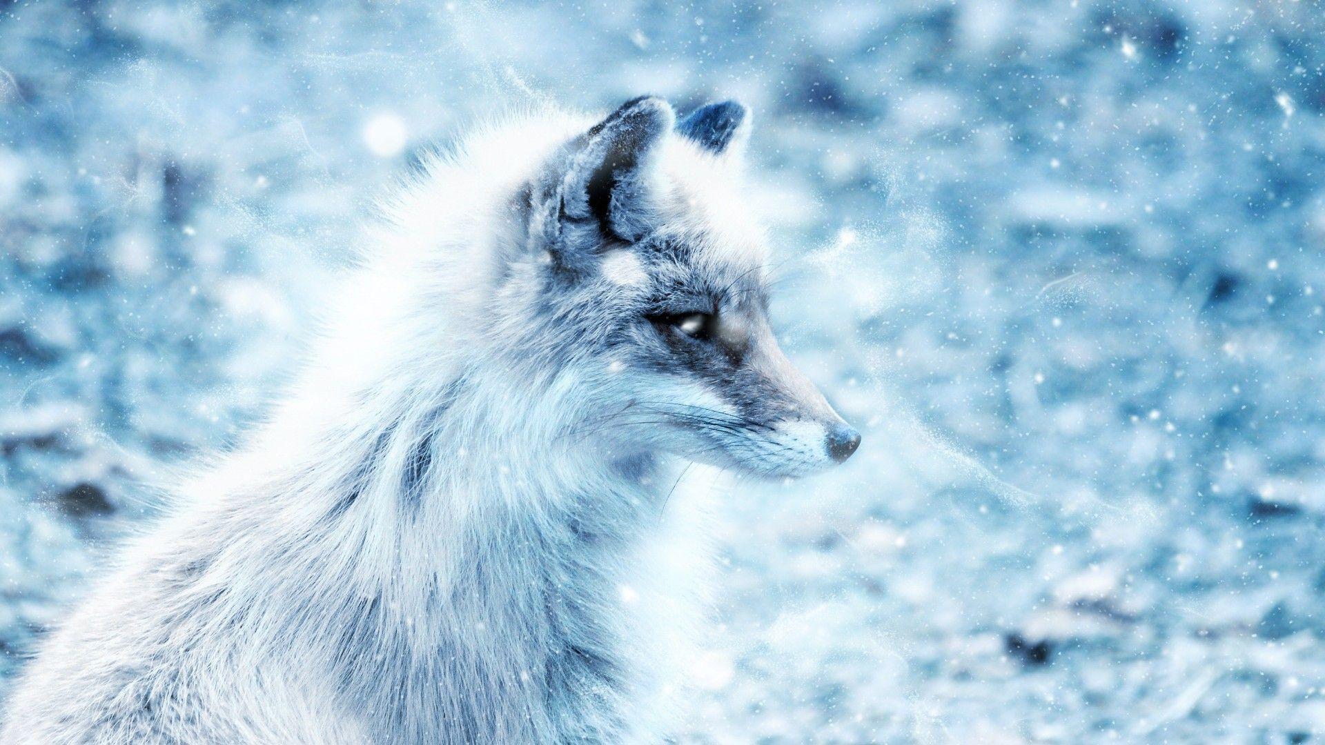 Arctic Fox on snow covered field HD wallpaper  Wallpaper Flare