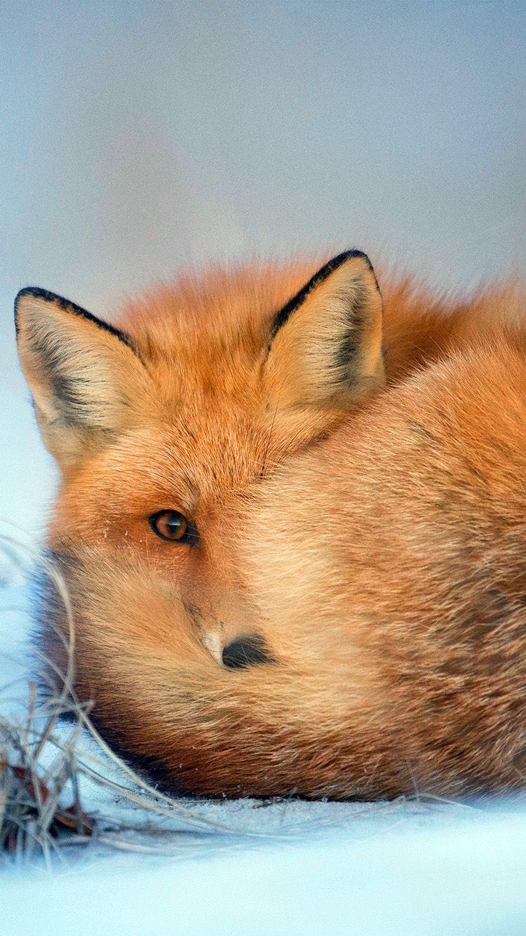 Fox Background 4K Wallpaper iPhone HD Phone #190i