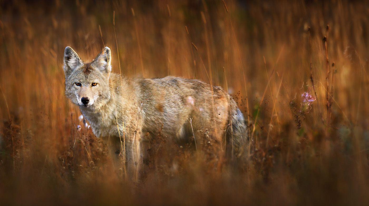 Coyote Wallpapers - Top Free Coyote Backgrounds - WallpaperAccess