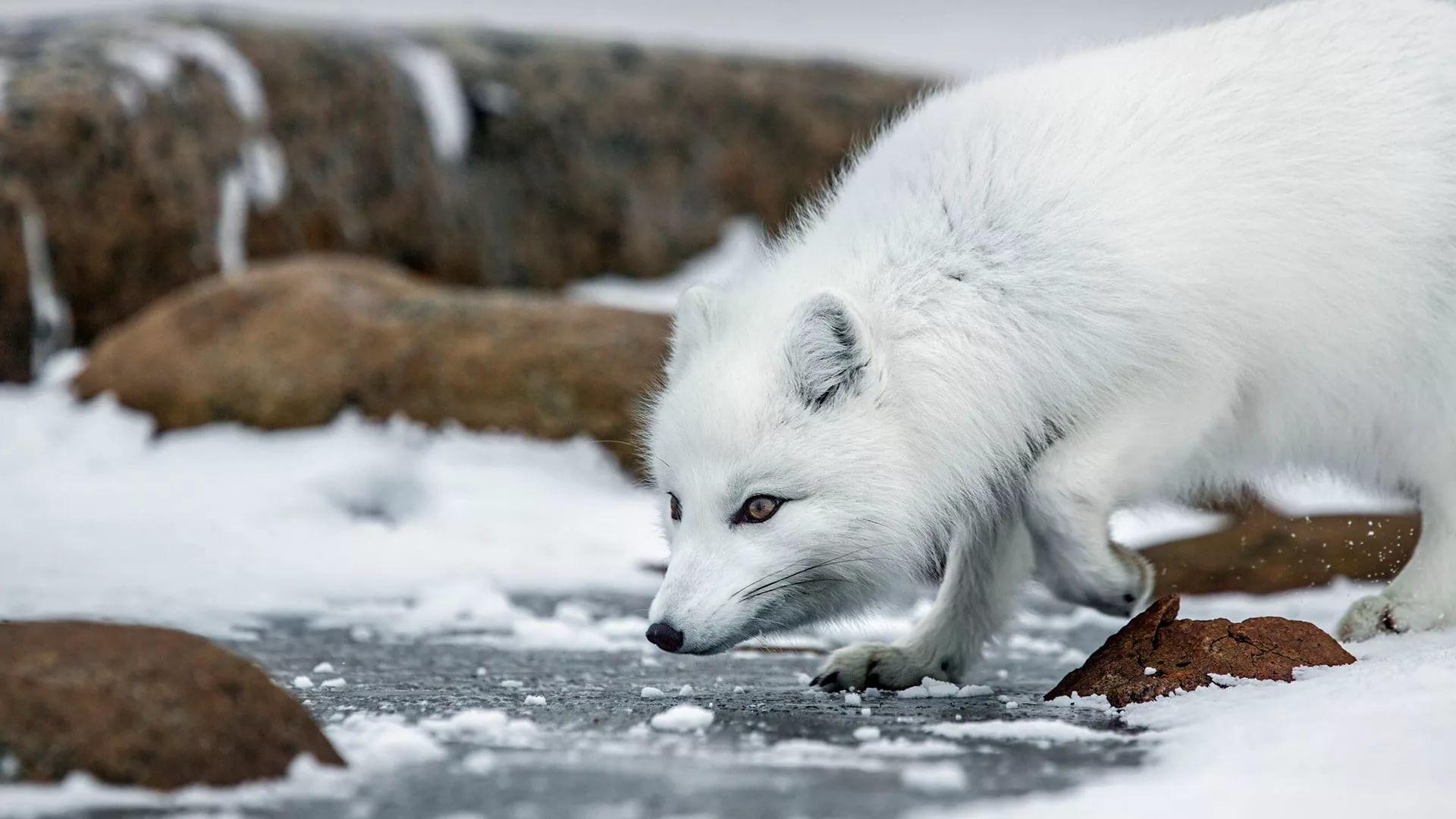 White Fox Wallpapers - Top Free White Fox Backgrounds - WallpaperAccess