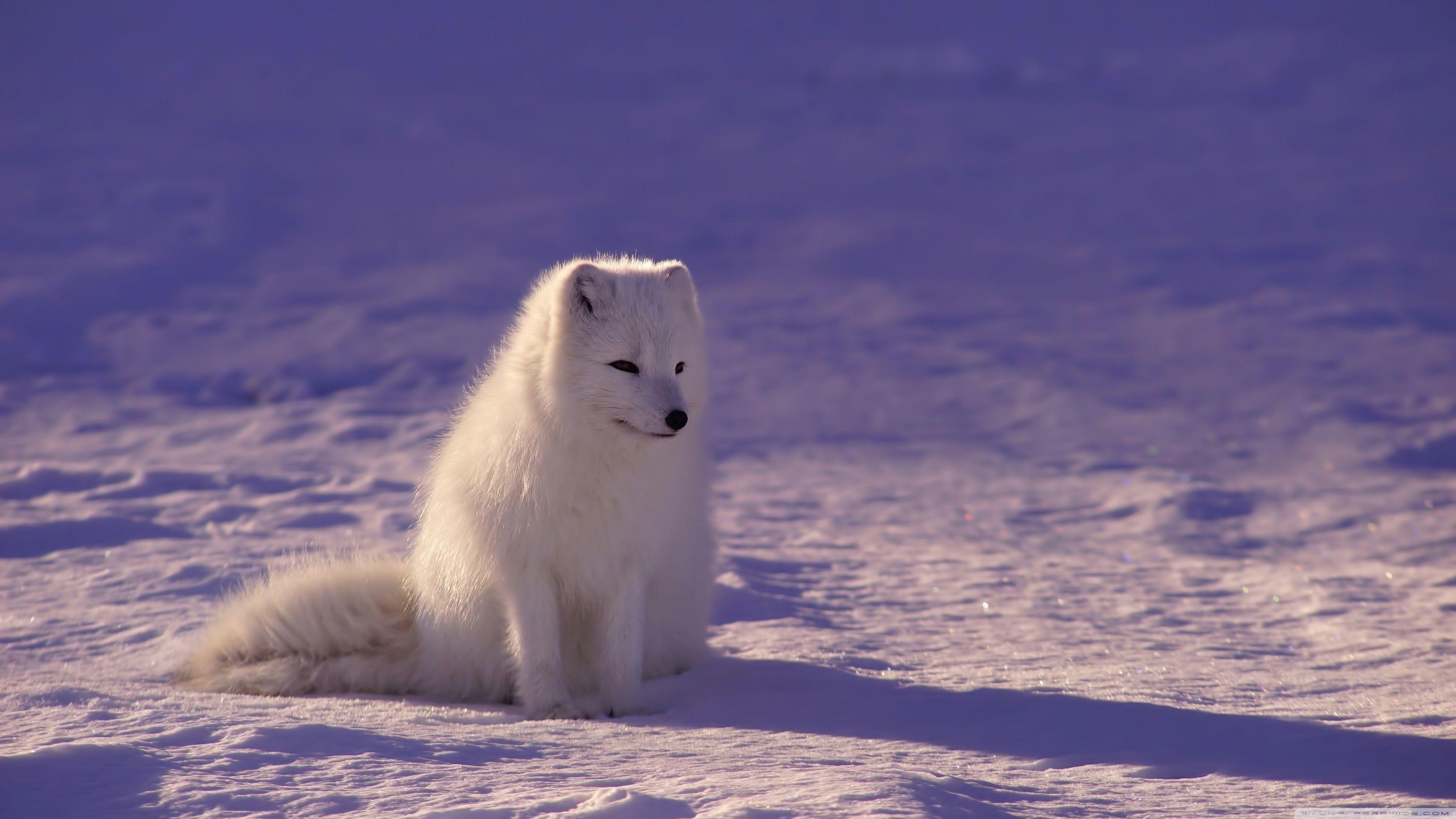Snow Fox Wallpapers Top Free Snow Fox Backgrounds Wallpaperaccess