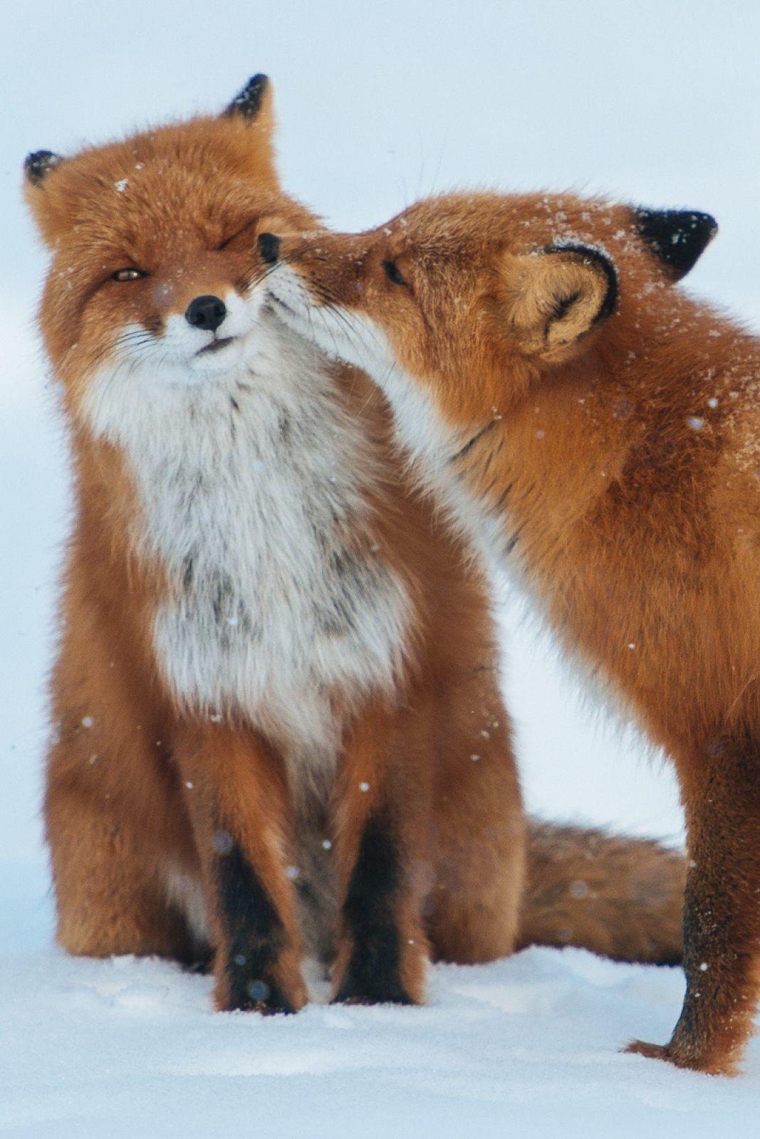 Fox iPhone Wallpapers - Top Free Fox iPhone Backgrounds - WallpaperAccess